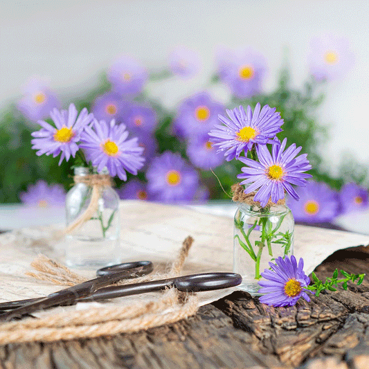 Seminte flori Aster (Aster amellus) albastru 0.05g