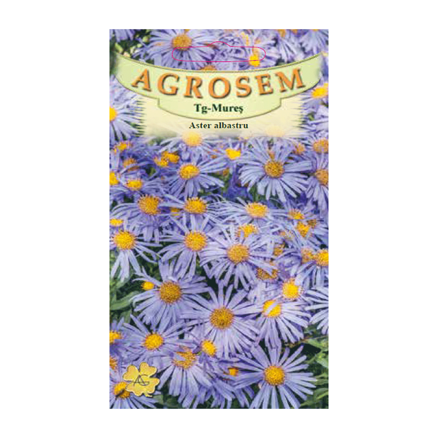 Seminte flori Aster (Aster amellus) albastru 0.05g