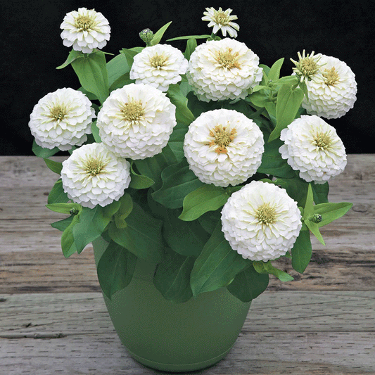 Seminte flori Carciumarese (Zinnia elegans) Albe 2g