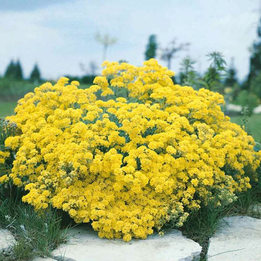 Seminte flori Ciucusoara (Alyssum saxatile) galbena