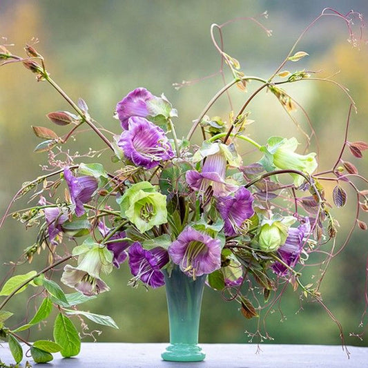 Seminte flori Cobea (Cobaea scandens) alb si violet 2 sem