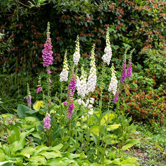 Seminte flori Degetel (Digitalis purpurea) mix 0.2g