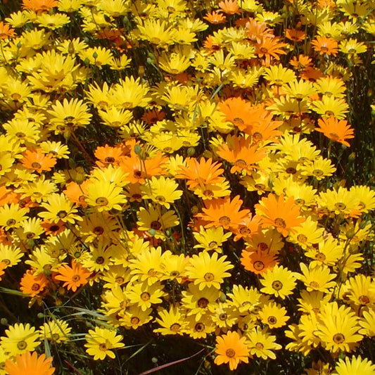Seminte flori Dimorfoteca (Dimorphoteca sinuata) mix 0.3g