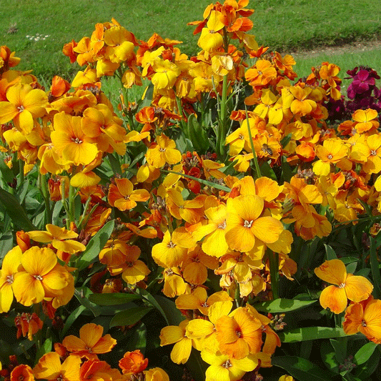 Seminte flori Micsunele (Cheiranthus cheiri) Galbene Mix 1g