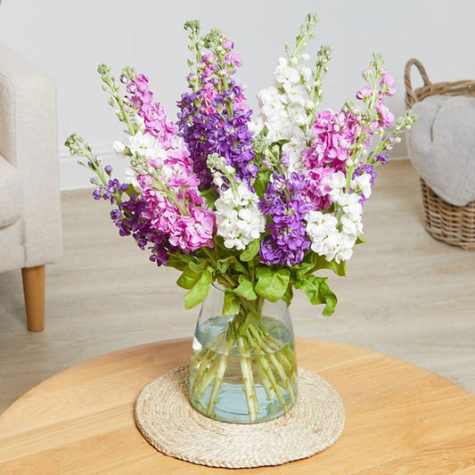 Seminte flori Mixandre (Matthiola incana) mix 0.2g
