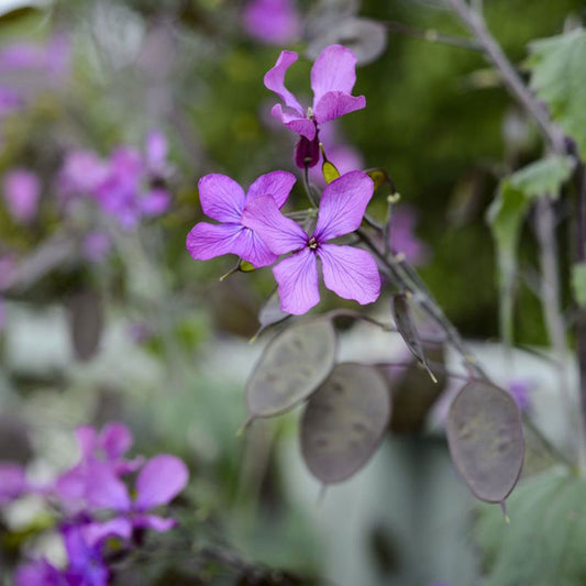 Seminte flori Pana zburatorului (Lunaria annua) violet 0.6g