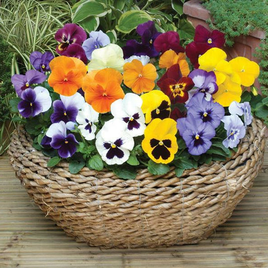 Seminte flori Panselute (Viola wittrockiana) mix 0.25g