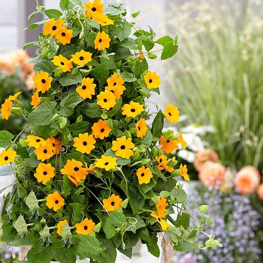 Seminte flori Susana cu ochi negri (Thunbergia alata) mix 0.5g