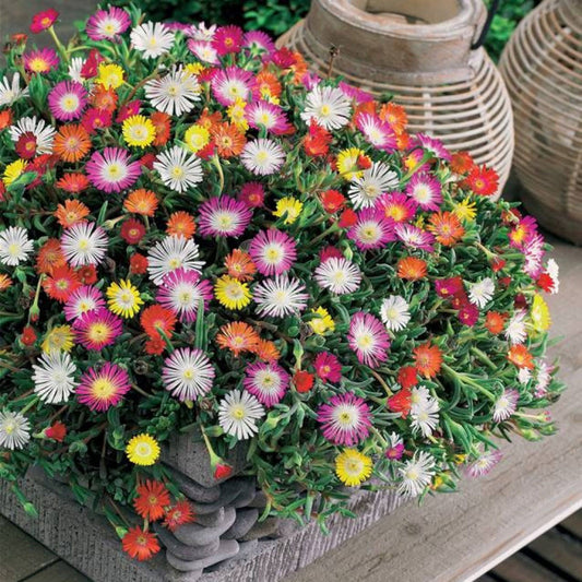 Seminte flori Floare de cristal (Mesembryanthemum criniflorum) mix 0.2g