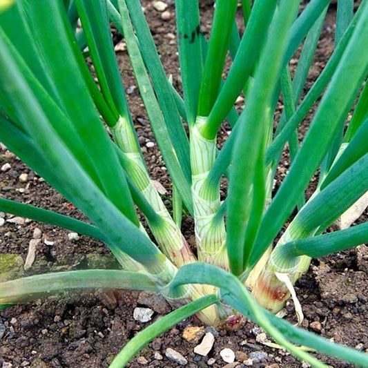 Arpagic ceapa Esalota/Hasme Red Sun 10buc