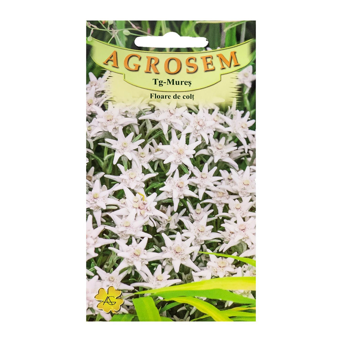 Seminte flori Floare de colt (Leontopodium alpinum) alba 0.02g