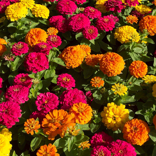 Seminte flori Carciumarese (Zinnia elegans) Liliput Mix 2 g