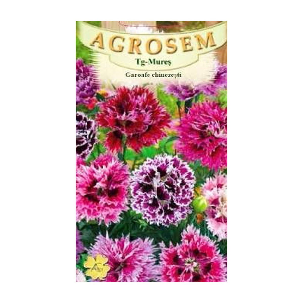 Seminte flori Garoafe Chinezesti (Dianthus chinensis) mix 0.3g