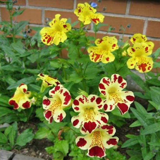 Seminte flori Mimulus (Mimulus luteus) mix 0.05g