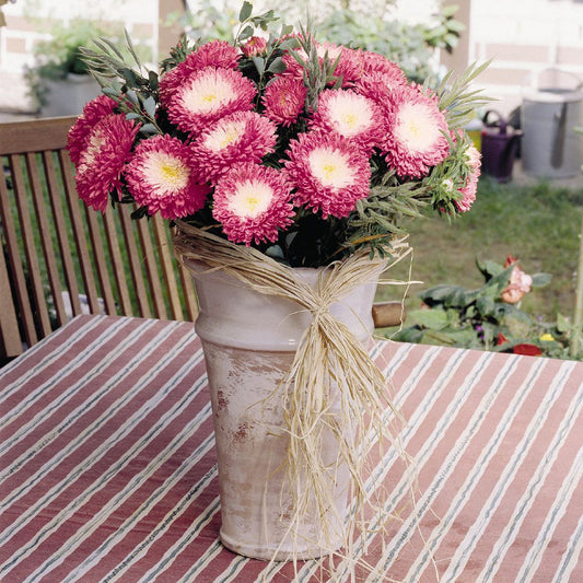 Seminte flori Ochiul boului Pompon (Callistephus chinensis) rosu cu alb 0.3g
