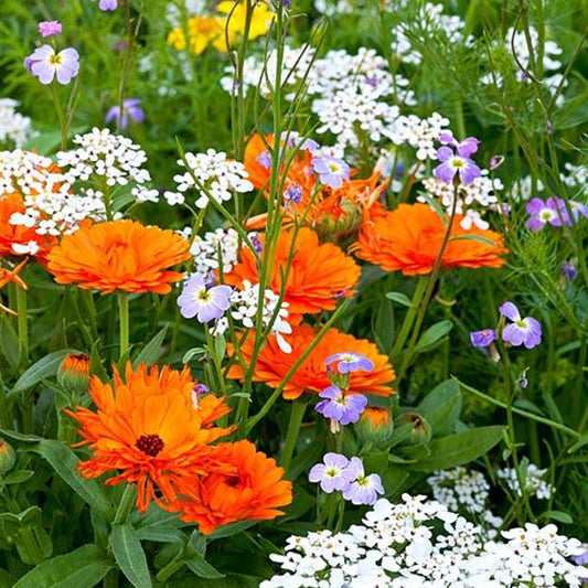 Seminte Galbenele (Calendula officinalis) orange 1g