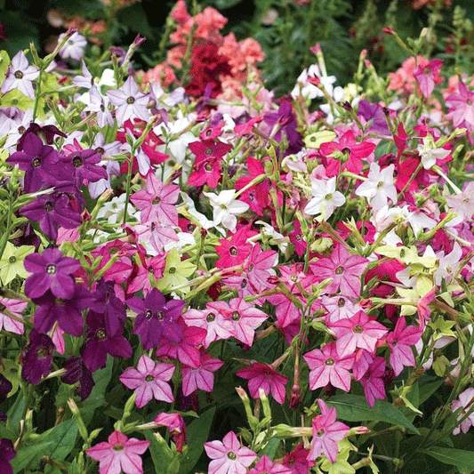 Seminte flori Regina Noptii (Nicotiana alata) mix 0.25g