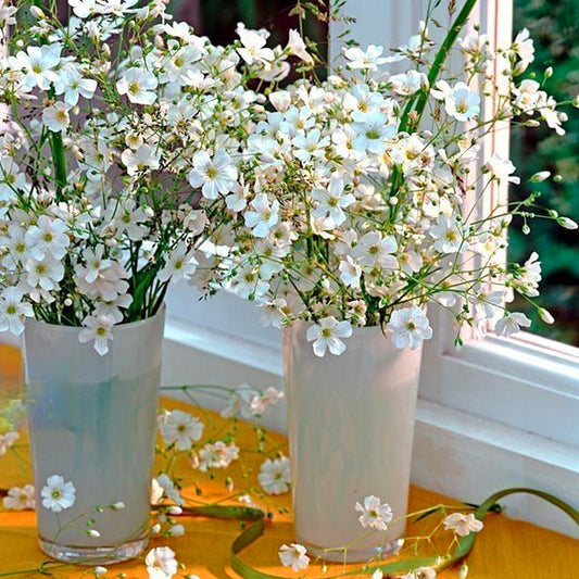 Seminte flori Floarea Miresei (Gypsophila elegans) alba 2g