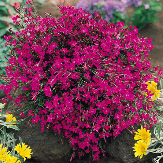 Seminte flori Garofite de stanci (Dianthus deltoides) roz 0.1g