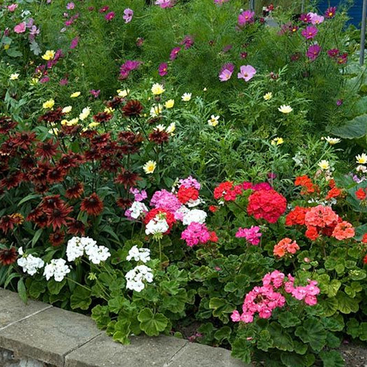 Seminte flori Muscate (Pelargonium zonale) mix 0.08g