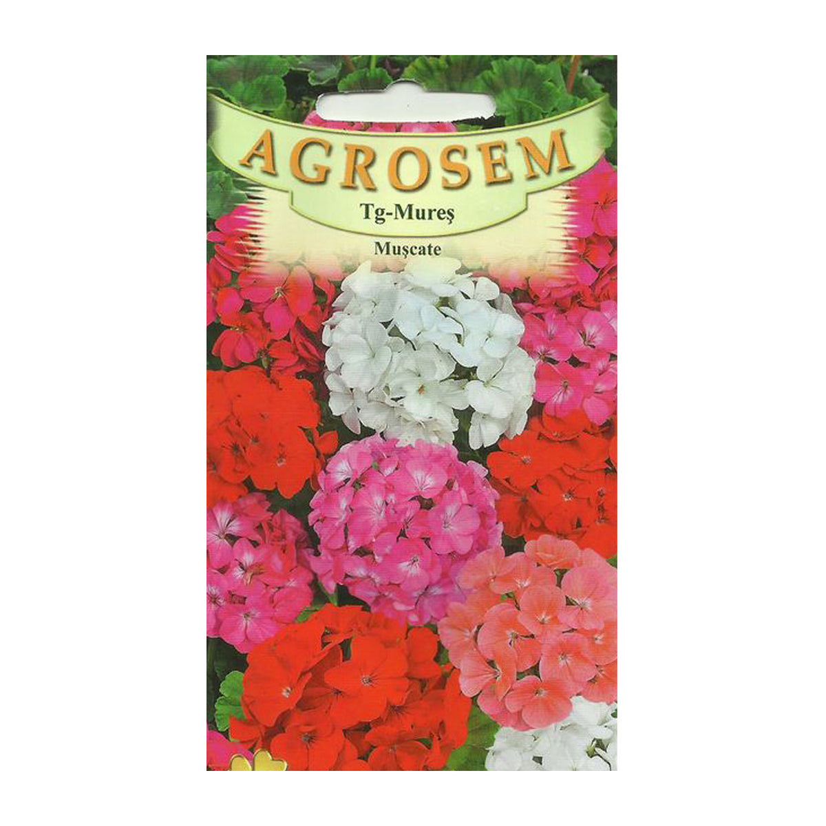 Seminte flori Muscate (Pelargonium zonale) mix 3 sem