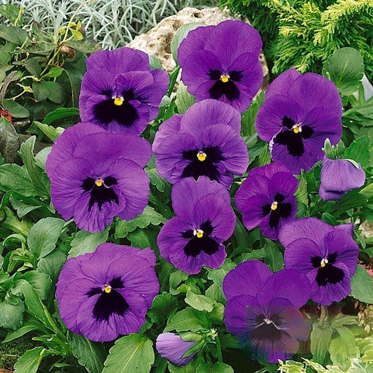 Seminte flori Panselute (Viola wittrockiana) albastre cu ochi negri 0.25g