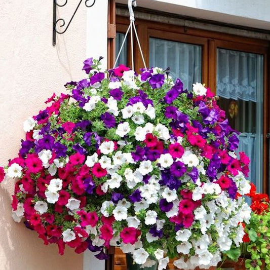 Seminte flori Petunia Curgatoare (Petunia Hybrida Pendula) Mix 0.15g