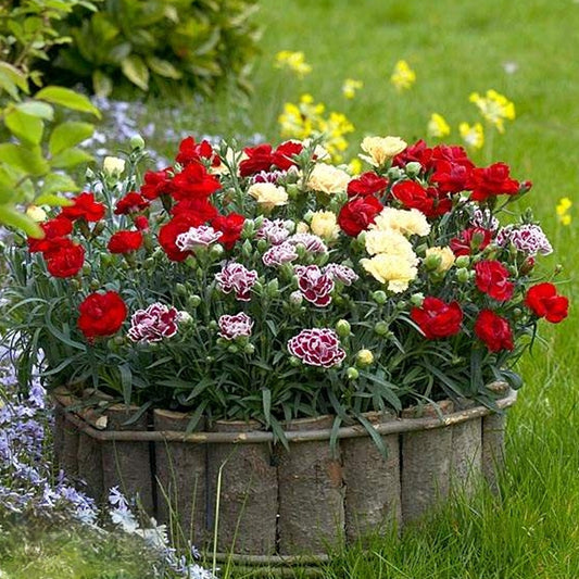Seminte flori Garoafe Chabaud (Dianthus caryophyllus ) Mix 0.25 g