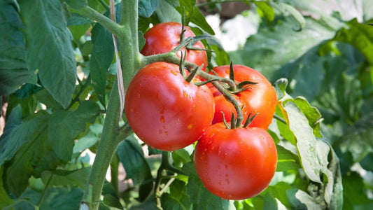 Boli la tomate in 2025 - preventie si solutii smart
