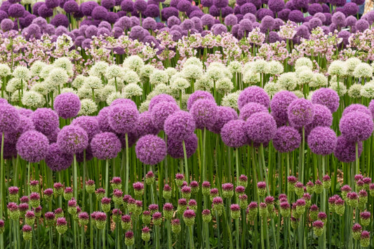 Allium - bulbi ceapa ornamentala rezistenta, flori elegante si atractive pentru polenizatori`