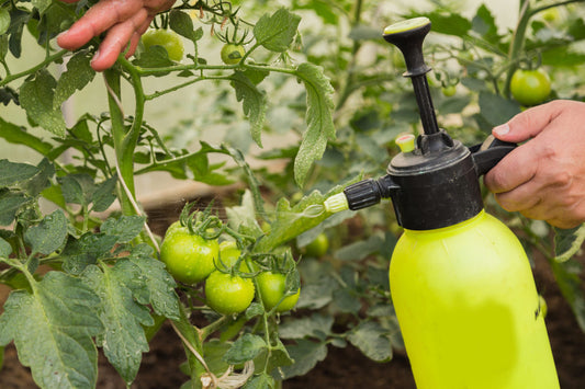 Calciu foliar pentru rosii si ardei – prevenire putregai apical