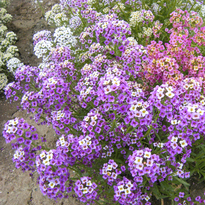 Seminte flori Alyssum