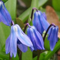 Bulbi de toamna deosebiti