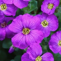 Seminte flori Aubrieta