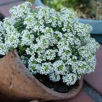 Seminte flori anuale pentru Borduri, Ghivece si Balcon