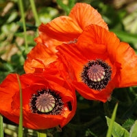 Seminte flori anuale Top si Talie Mare/Medie