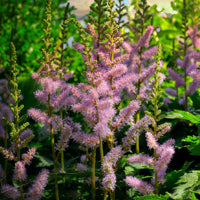 Bulbi Astilbe X Arendsii