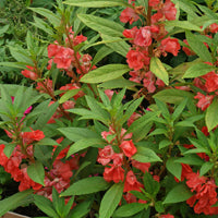 Seminte Balsamina - Impatiens