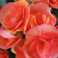 Bulbi Begonia