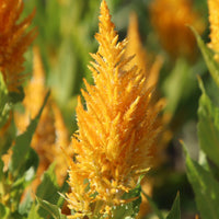 Seminte Creasta Cocosului