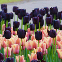 Bulbi de toamna - Colectii