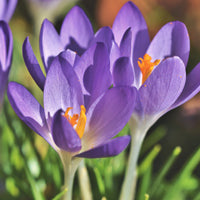 Bulbi Branduse Crocus