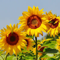 Seminte Floarea Soarelui