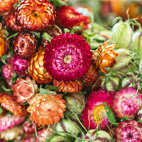 Seminte Flori de Paie