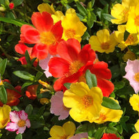 Seminte Flori de Piatra