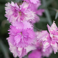 Seminte Garoafe anuale