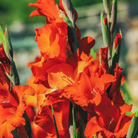 Bulbi Gladiole