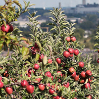 Ingrasaminte culturi agricole
