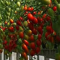 Biostimulatori, regulatori crestere