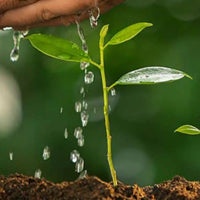 Ingrasaminte naturale